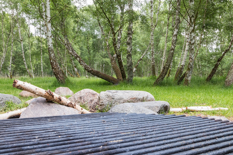 Katedralen i Pinseskoven